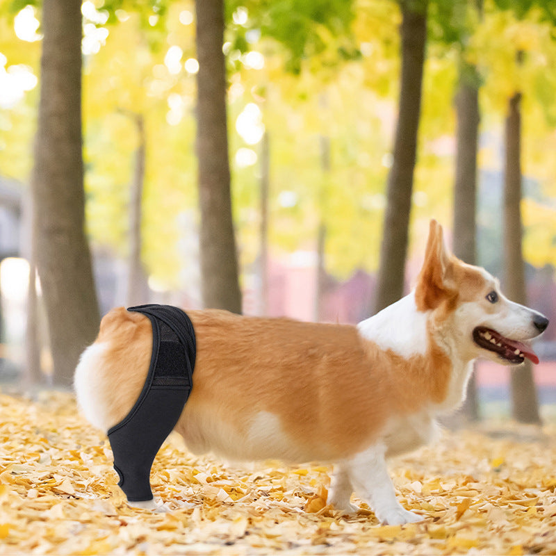 Ginocchiera per Cani - Supporto Articolare, Sollievo dal Dolore e Stabilità Scuccia™