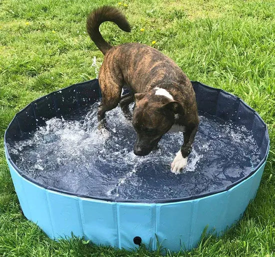 Piscina Pieghevole per Cani e Animali Domestici - Vasca Robusta e Portatile per Gioco e Bagno Scuccia™