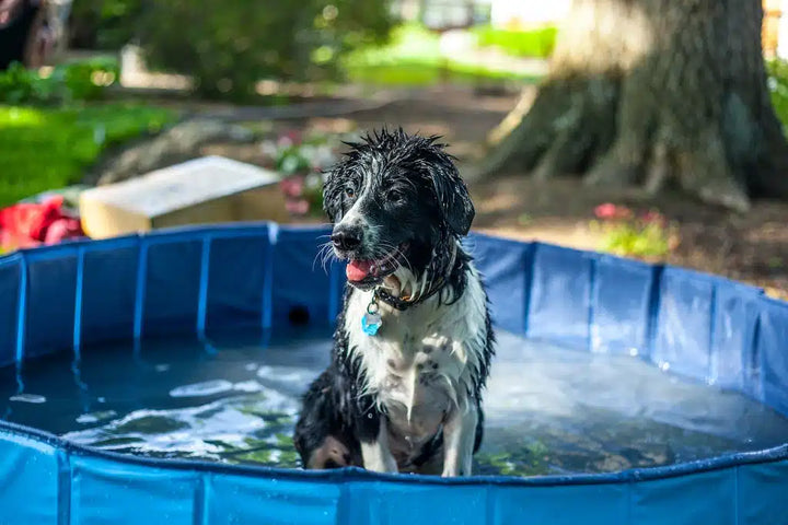 Piscina Pieghevole per Cani e Animali Domestici - Vasca Robusta e Portatile per Gioco e Bagno Scuccia™