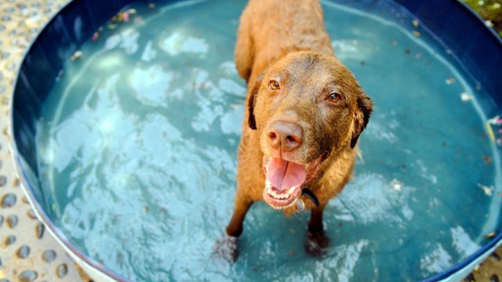 Piscina Pieghevole per Cani e Animali Domestici - Vasca Robusta e Portatile per Gioco e Bagno Scuccia™